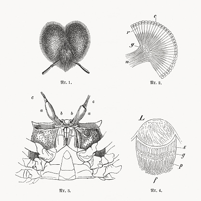 Anatomy of animal eyes: 1) Insect eye (enlarged, top view); 2) Schematic cross section view of a compound eye of an insect, c-lens, g-ganglia of optic nerves, n-optic nerve, r-cristalline cones; 3) Eyes of the Atlantic ghost crab (Ocypode quadrata), a-eyes, b-eyestalk, c-tufts of hair; 4) Eye of a spider, L-lens, s-cristalline cones, g-cells, p-pigment, f-exit point of the optic nerve. Wood engravings, published in 1893.