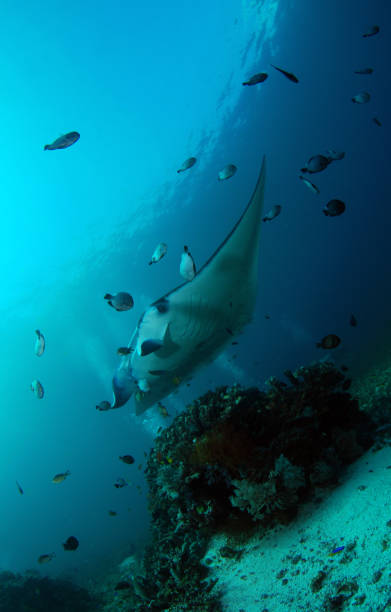 istock Underwater world of Bali. 1312445748
