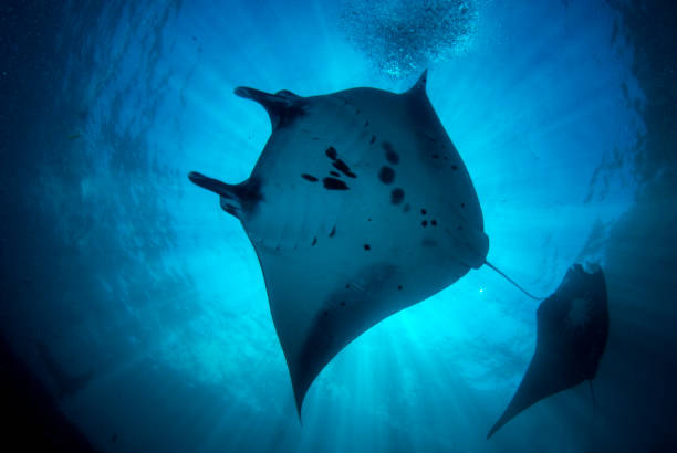 istock Underwater world of Bali. 1312445755