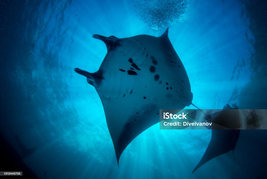 Underwater world of Bali. Manta rays at the cleaning station near the island Nusa Penida. "Manta Point" dive site. Umazing underwater world of Indonesia. Manta Ray Stock Photo