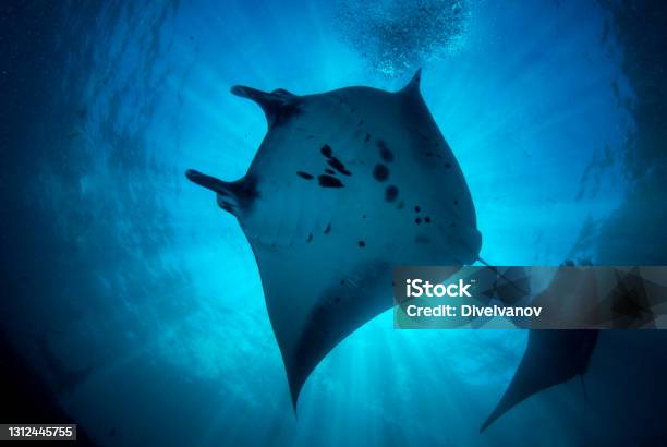 Underwater World Of Bali Stock Photo - Download Image Now - Manta Ray, Sea, Bali