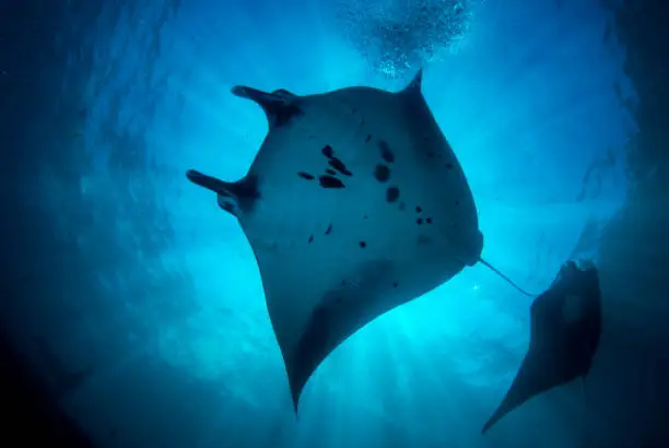 Manta rays at the cleaning station near the island Nusa Penida. "Manta Point" dive site. Umazing underwater world of Indonesia.