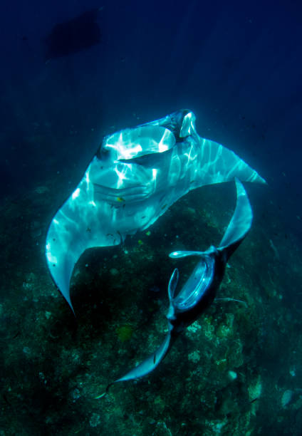 istock Underwater world of Bali. 1312445999