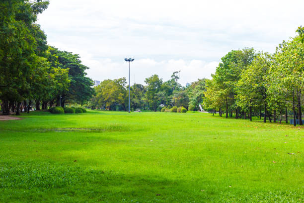 istock Green city public park with tree and meadow 1312446870