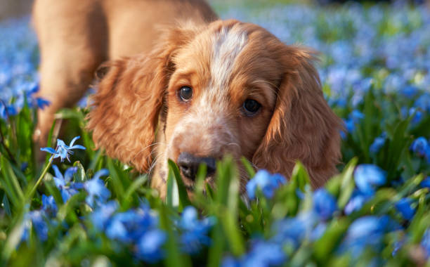 istock Working Cocker puppy and blue Scilla flowers, Oslo Norway 1312446900