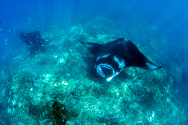 istock Underwater world of Bali. 1312446926