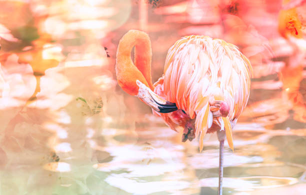 vilken fantastisk fågel, flamingo! - animal double exposure bildbanksfoton och bilder
