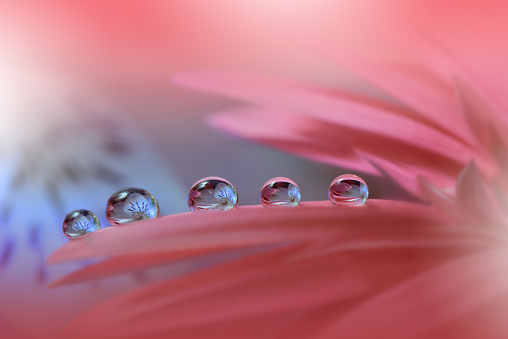 Flower,Nature,Drop,Water,Floral