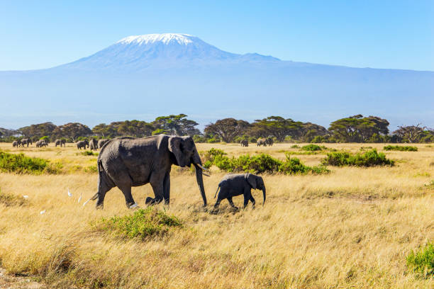 istock Journey to the African savannah 1312448572