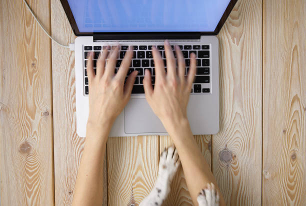 istock Image of woman hands typing fast on laptop keyboard with dog paws on same tabletop. View from above. Remote work from home concept image. 1312448630