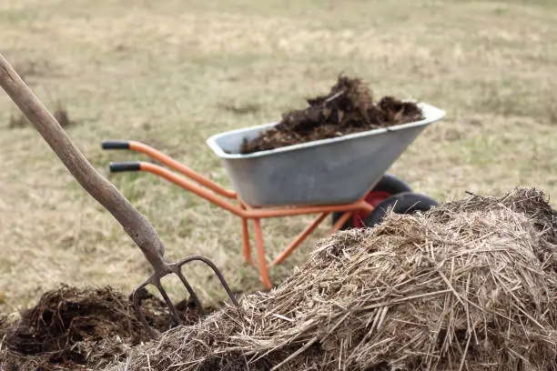 a large pile with rotted manure, village pitchforks and a garden wheelbarrow in the background in the field