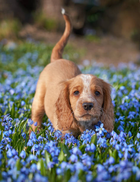 cachorro cocker trabajador y flores de scilla azul, oslo noruega - cocker spaniel fotografías e imágenes de stock