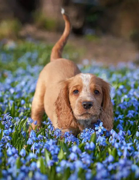 Photo of Working Cocker puppy and blue Scilla flowers, Oslo Norway