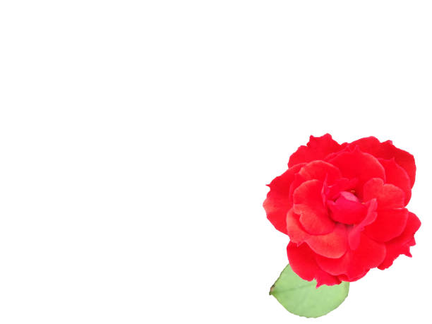 istock A single red rose flower isolated on white background 1312449049
