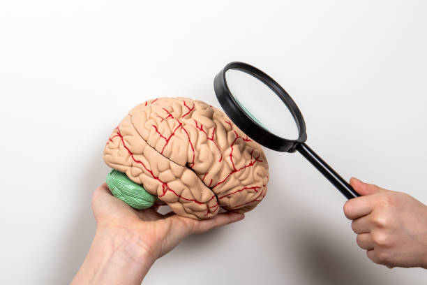 istock Medicine, research, knowledge and memory concept. Brain model and magnifying glass on a white background 1312449595