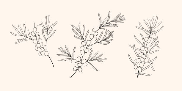 ilustrações, clipart, desenhos animados e ícones de planta - sea buckthorn