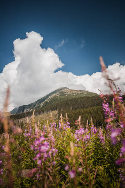 istock High Tatras nature 1312449857