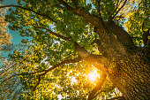 Sunset Sunrise Sun Shining Through Oak Tree Branches In Sunny Summer Forest. Sunlight Sunrays Sunshine Through Tree Canopy