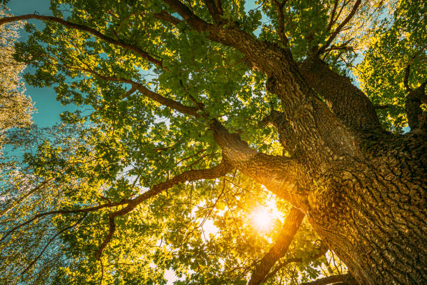 закат восход солнца сияет через дубовые ветви в солнечном летнем лесу. солнечный свет солнечные лучи солнечный свет через дерево навес - deciduous tree tree trunk nature the natural world стоковые фото и изображения