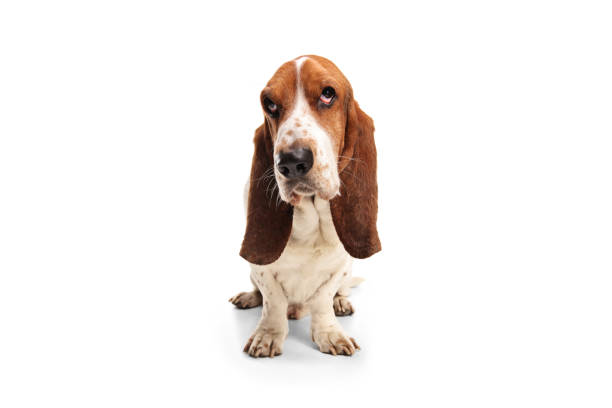 scatto in studio di un cane basset hound - basset hound foto e immagini stock