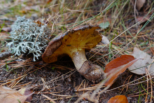 숲속의 찢어진 스폰지 - 끈적버섯과 뉴스 사진 이미지
