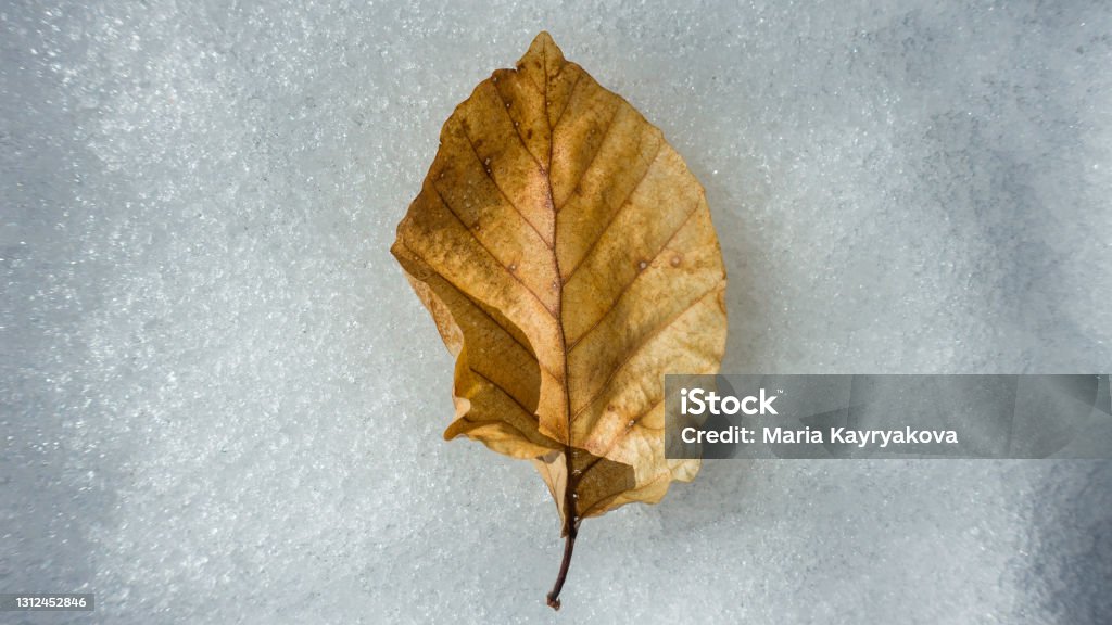 daun yang jatuh di salju - Bebas Royalti Alam Foto Stok daun yang jatuh di salju - Bebas Royalti Alam Foto Stok
