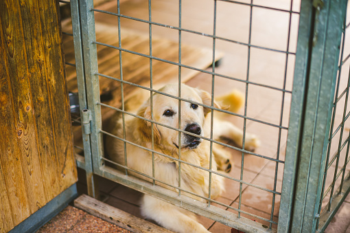 Photography of golden retriever in cage.