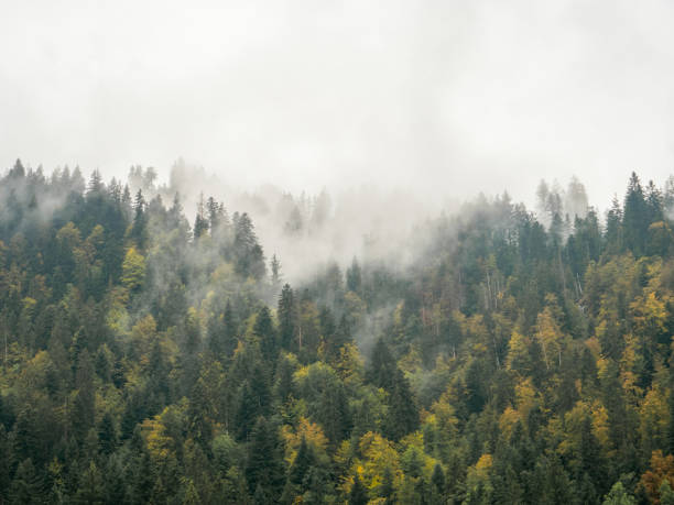 Autumn colours in the trees, fog and rain clouds dancing above the green forest