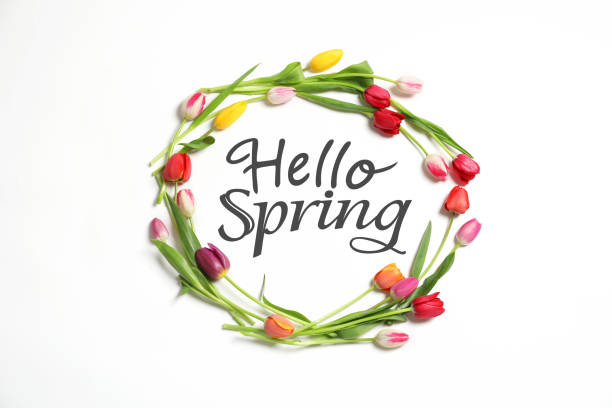 istock Hello Spring. Frame made with beautiful tulips on white background, top view 1312458025