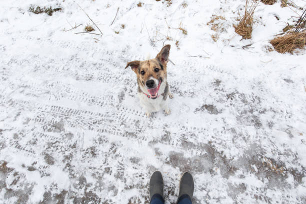 istock Dog in winter field looking at camera 1312458954