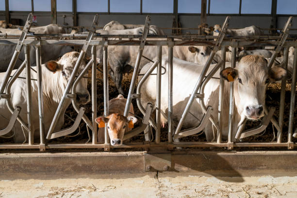istock White Piedmontese breed cows in the stable 1312459043