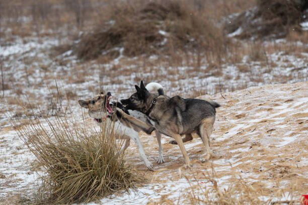 istock Mixed breed shepherd dogs fighting in winter field 1312459053