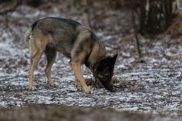 istock Mixed breed shepherd dog walking in winter field 1312459065