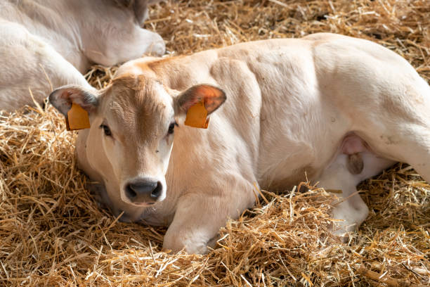 istock White Piedmontese breed cows in the stable 1312459233