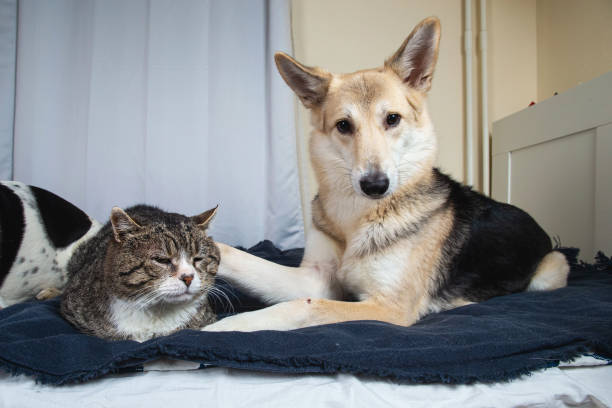 Playful dog and cat on bed at home