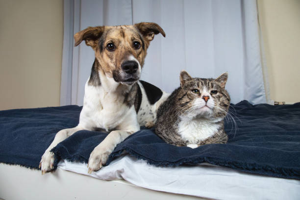 istock Dog and cat resting on bed in the room 1312459291