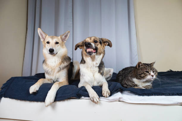 istock Dogs and old cat resting on bed 1312459292