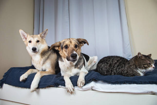 istock Dogs and sleeping cat resting on bed 1312459294