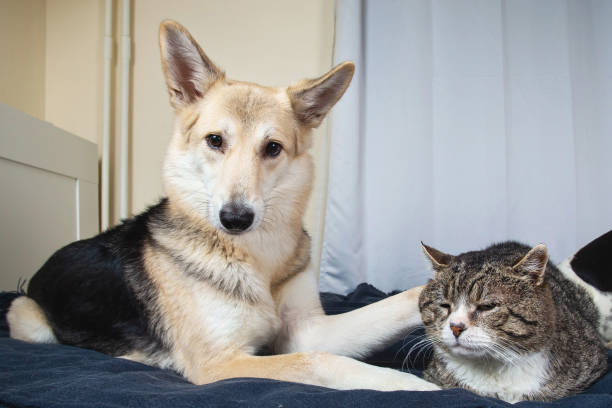 istock Playful dog and cat on bed at home 1312459300