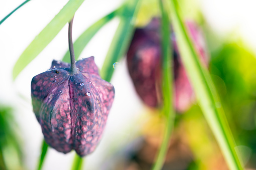 Side view of Frozen blooming Tulip, Snake's Head Fritillary (Fritillaria meleagris) plant with blurred spring snow in background. It grows only in swamp area blooms at the end of April, Barje near Ljubljana, Slovenia.