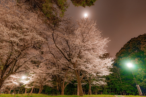 CHerry Blossoms at a Japanese park.