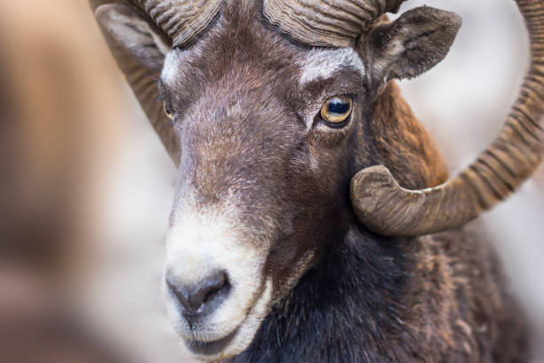 retrato de un carnero. ojos de cabra con cuernos. - bighorn sheep fotografías e imágenes de stock