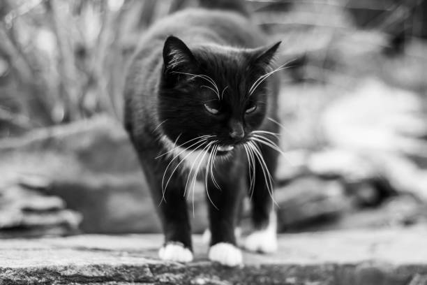 istock Black cat with white paws on the street. 1312461302