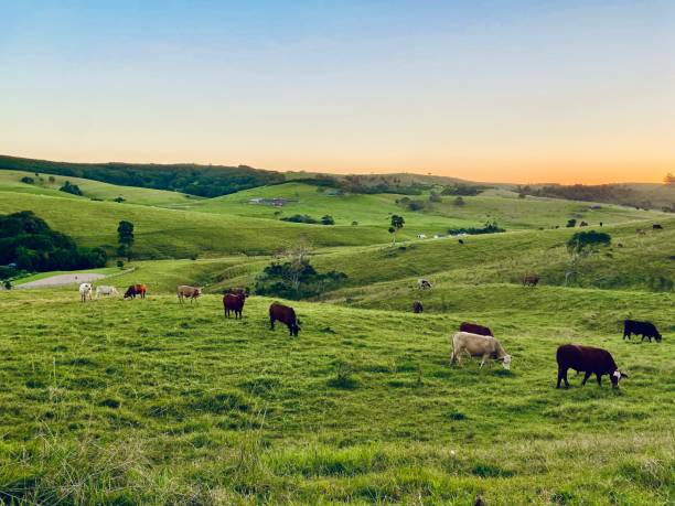 Cows Grazing Country Pastures at Sunset Horizontal landscape of free range cattle grazing open green farm fields at the onset of sunset in rural Bangalow near Byron Bay NSW Australia free range stock pictures, royalty-free photos & images