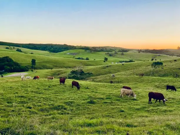 Photo of Cows Grazing Country Pastures at Sunset