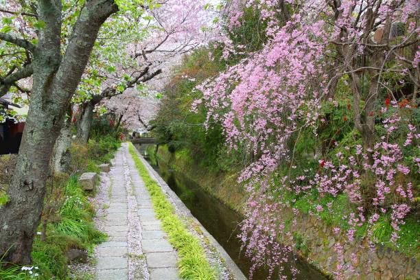 istock Cherry blossoms in Kyoto Philosopher's Path 1312461564