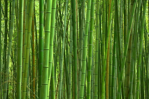 Bamboo forest green background - Japan nature. Sagano Bamboo Grove of Arashiyama.