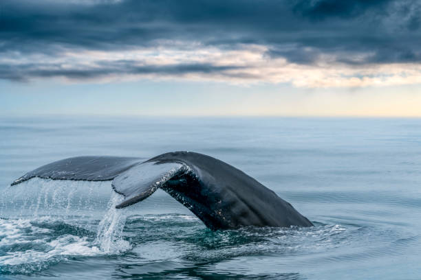 Keporkak, humpback whale, tail in the sea of northern Iceland's Husavik with soft light below the clouds on the horizon. stock photo