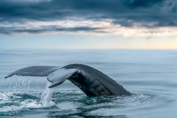 Photo of Keporkak, humpback whale, tail in the sea of northern Iceland's Husavik with soft light below the clouds on the horizon.