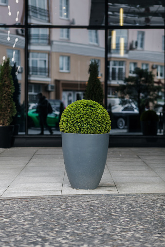 modern flowerpot with plants on the street of the city. landscaping